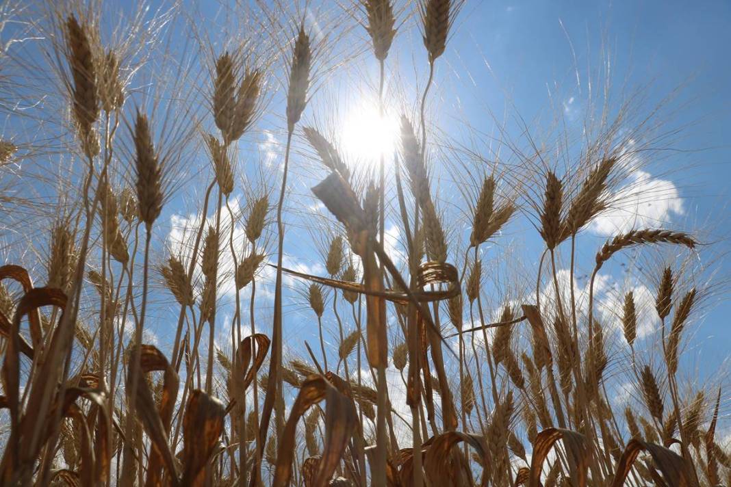 Dünyanın gözü Türkiye'deki bu tarlada! Adım adım yaklaşan felakete çözüm olabilir 6